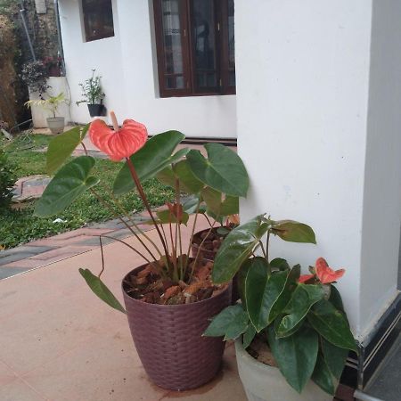 Holly House Homestay 埃拉 外观 照片