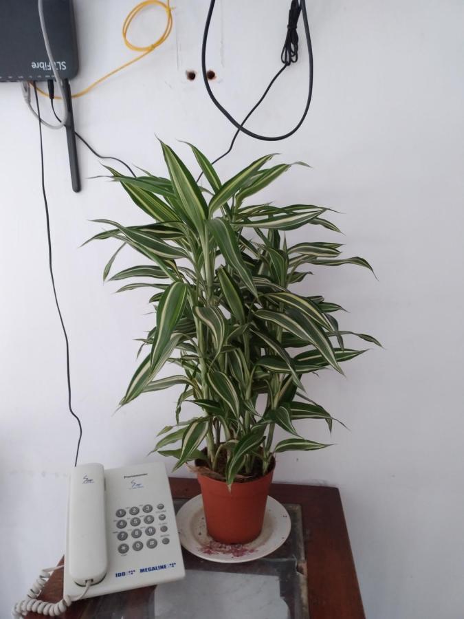 Holly House Homestay 埃拉 外观 照片